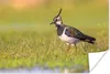 MuchoWow® Poster Vogel - Gras - Natur - Tiere - Kiebitz Produktbild-Vorschau 1