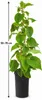 Mannelijke Kiwi 'Atlas', 50–70 cm – Actinidia chinensis. Productafbeelding-voorbeeld 5