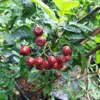 A close-up of a branch with several red berries and green leaves. Náhled obrázku produktu
