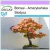SAFLAX - Bonsai - Amerykańska Słodycz - 100 Nasiona - Podgląd zdjęcia produktu 5