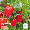 Samenliebe  Paprika Samen | Yolo Wonder - rot & süß - Produktbild-Vorschau 4
