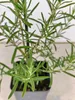 Lot de 4 plants de romarin (Rosmarinus officinalis) – Voir les images du produit 6