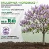 Paulownia "Nordmax 21" Blauglockenbaum im 15 cm Topf Produktbild-Vorschau 2