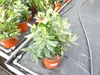 Erdbeerbaum | 50 cm | Arbutus unedo | veredelt |  | Produktbild-Vorschau 9
