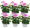 Geranien hängend - Pelargonium peltatum - 12cm Topf - Set Produktbild-Vorschau 1
