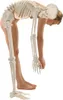 Model kostry Erler Zimmer "Skeleton Hugo", pohyblivý Náhľad obrázku produktu 11