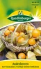 Andenbeeren/ Kapstachelbeere Produktbild-Vorschau 3