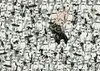 Challenge Puzzle : Star Wars 1000 pièces Voir les images du produit 2