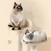 Two Siamese cats are sitting on a beige cat tree with multiple platforms and a hanging toy. Podgląd zdjęcia produktu