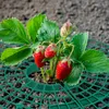 Tappetino per fragole RD49614, 15 pezzi. Anteprima dell’immagine prodotto 3