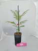 Set mit 4 Jacaranda mimosifolia – Rosenholzbaum – Höhe Produktbild-Vorschau 2