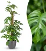 Monstera Minima am Moosstab 90cm Fensterblatt Zimmerpflanze Produktbild-Vorschau 2