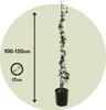 Sternjasmin - 2 Stk - Trachelospermum jasminoides - Höhe Produktbild-Vorschau 2