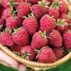 Malina červená dvakrát plodící 2L Náhled obrázku produktu 1