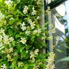 A close-up of a climbing plant with white and yellow flowers and green leaves, growing next to a window frame. Podgląd zdjęcia produktu