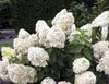 A close-up shot of a blooming Hydrangea Paniculata 'Phantom' plant with creamy yellow flower panicles. Produktbild-Vorschau