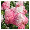 3 Stück Hydrangea Paniculata 'Pink Lady' 30-50 cm Produktbild-Vorschau 1