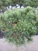 Pinus mugo Mops - Kugel-Kiefer Mops - Stamm 60cm Produktbild-Vorschau 4