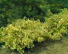 A variegated shrub with green and yellow leaves in a garden setting. Produktbild-Vorschau