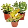 Geldbaum-Set, 3 verschiedene Crassula-Arten im 5,5cm Topf Produktbild-Vorschau 1