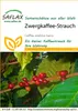 SAFLAX - Karłowaty Krzew Kawowy - 8 Nasiona - Coffea Podgląd zdjęcia produktu 10
