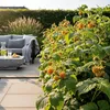 GreenboutiQ - Obstpflanzen - Himbeere - Rubus idaeus Produktbild-Vorschau 6