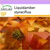 SAFLAX - Americká Sweetgum - Liquidamber styraciflua - 100 Náhled obrázku produktu 10