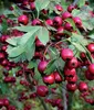 Vogelbeerbaum (Sorbus aucuparia) Titan 2L Produktbild-Vorschau 1