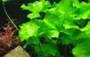 Piante acquatiche: Nymphoides hydrophylla, varietà Taiwan, Anteprima dell’immagine prodotto 1