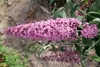Buddleja davidii 'Pink Delight', Schmetterlingsflieder, Produktbild-Vorschau 9