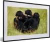 MuchoWow® MuchoWow® Gerahmtes Poster Affe - Gras - Tiere Produktbild-Vorschau 1