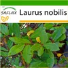 SAFLAX - korenie vavrínový strom - Laurus nobilis - 6 Náhľad obrázku produktu 10