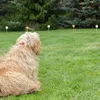 Elektrischer Hundetrainingszaun mit Halsband 300 m - Set Produktbild-Vorschau 4