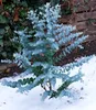 BALDUR Garten 1x Winterharter Eukalyptus Azura® im Produktbild-Vorschau 5