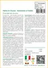 SAFLAX  - Palma di Chusan - 10 semi - Chamaerops Anteprima dell’immagine prodotto 3