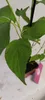 Zestaw 4 dereni kanadyjskich - Cornus sericea 'Flaviramea' Podgląd zdjęcia produktu 2