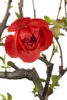 Chaenomeles japonica, Zierquitte, 40–60 cm, leuchtend rot Produktbild-Vorschau 4