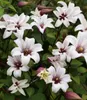 BALDUR Garten 1x Tulpen-Clematis 'Princess Kate®', Pflanze Produktbild-Vorschau 2