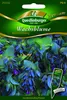 Wachsblumen, Bienenliebling Produktbild-Vorschau 1