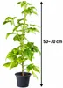 Himbeere ‘Valentina’ gelb | Rubus idaeus | Sommerhimbeere Produktbild-Vorschau 5