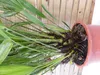 [Palmenlager] - XXL Chamaerops humilis 170 cm - Zwergpalme Produktbild-Vorschau 3