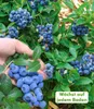 A hand is shown picking blueberries from a bush. Produktbild-Vorschau