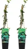Bloomique - 2er-Set - Hedera Helix - Kleinblättriger Efeu - Produktbild-Vorschau 1