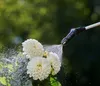 Gardena EasyPump Irroratore da giardino a zaino 5 L Anteprima dell’immagine prodotto 6
