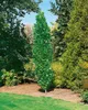 Liriodendron tulipifera 'Fastigiatum', Tulpenbaum, 100–125 Produktbild-Vorschau 1