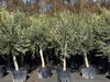 8x Olivenbaum Olive "20 Jahre" 180 - 220 cm, beste Produktbild-Vorschau 2