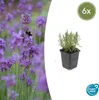 Levandule - Lavandula angustifolia 'Munstead' - Levandule Náhled obrázku produktu 1