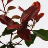 A close-up shot of a plant with red and green leaves against a white background. Náhled obrázku produktu