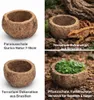 Paranussschale Natur Deko 7–10cm - Qurico Terrarium Produktbild-Vorschau 6