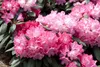 Rhododendron catawbiense 'Grandiflorum', lila Blüten, 40–50 Produktbild-Vorschau 13